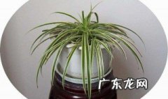 家里养吊兰有毒吗 家里养吊兰对我们有什么好处