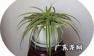 家里养吊兰有毒吗 家里养吊兰对我们有什么好处