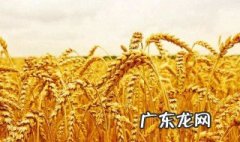 保障我国粮食安全的三方面是什么 保障我国粮食安全的三方面