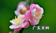 怎么给花拍照好看 怎么给花拍照好看图片