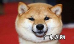 狗在笼子里乱叫怎么办 狗在笼子老叫怎么办