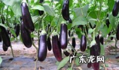 孕妇梦见种茄子是什么意思 怀孕梦见种茄子是什么意思