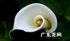 进口马蹄莲的养殖方法 马蹄莲的养殖方法