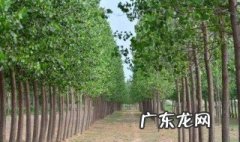 杨树什么时候剪枝视频 杨树应该什么时候剪枝