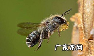 蜜蜂为什么会突然死亡 为什么蜜蜂会慢慢的死去