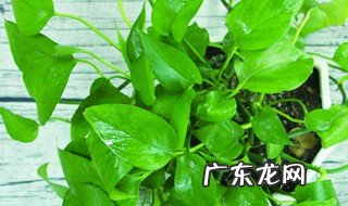 耐阴室内爬藤植物有哪些 室内爬藤植物有哪些