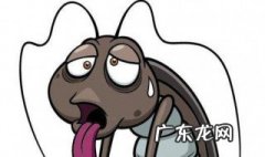蟑螂吃什么 蟑螂吃什么东西
