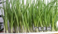 大蒜和蒜苗的功效与作用 大蒜和蒜苗的功效与作用禁忌