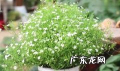满天星的养殖方法和注意事项 绣球花的养殖方法和注意事项