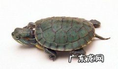 花龟干养还是水养好 草龟干养还是水养好