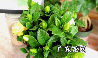 栀子花可以浇啤酒吗视频 栀子花可以浇啤酒吗