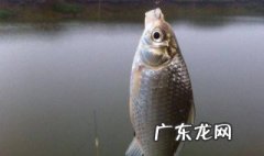 大蒜怎样钓鱼效果好 大蒜怎样钓鱼