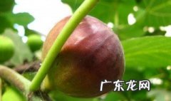 无花果怎么保鲜时间长 无花果怎么保鲜