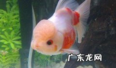 兰寿怎样养 兰寿家里怎么养
