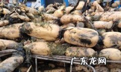 怎么用大缸种藕视频 怎么用大缸种藕