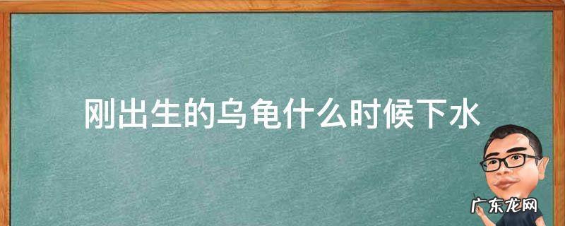 小乌龟什么时候下水 刚出生的乌龟什么时候下水