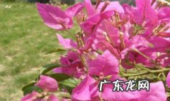 三角梅怎么养 三角梅怎么养成爬藤的
