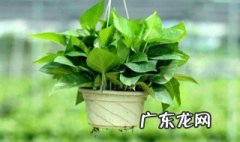 大绿萝根怎么养护和管理 大绿萝根怎么养