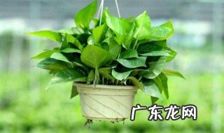 大绿萝根怎么养护和管理 大绿萝根怎么养