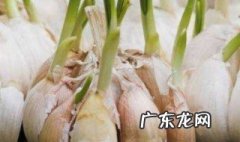 蒜瓣怎么种出来的 蒜瓣怎么种出来的