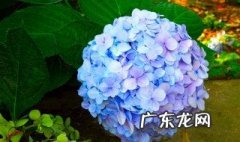 怎么给绣球花换土最好 怎么给绣球花换土