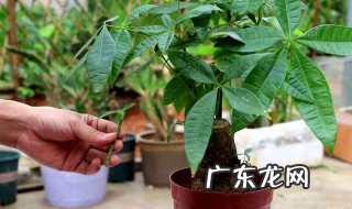 扦插植物怎么消毒的 扦插植物怎么消毒