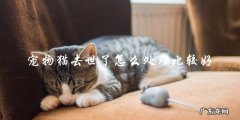 如何妥善处理宠物猫去世的情况？