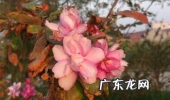 开花为什么需要阳光直射 开花为什么需要阳光