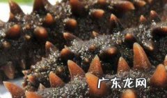 海参的简单最佳吃法 海参的简单最佳吃法海参做汤