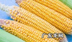 玉米要煮多久能煮熟 玉米要煮多久