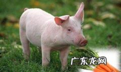 猪口舌怎么处理 猪的口舌可以吃吗