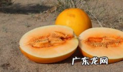 脆蜜瓜怎么挑选才好吃 脆蜜瓜怎么挑