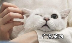 猫毛怎么才顺 猫毛如何