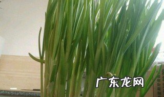 家养蒜苗可以吃吗 家养蒜苗可以吃吗图片