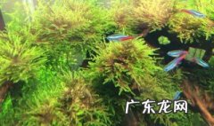黄褐藻是什么药 黄褐藻怎么去除