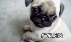 家狗可以吃鸡蛋吗视频 家狗可以吃鸡蛋吗
