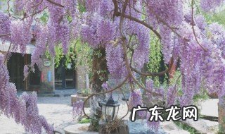 紫藤怎么插活的快 紫藤怎么插活