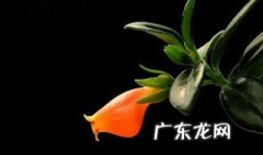 金鱼吊兰的养殖方法和注意事项