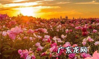 写植物传播种子的方法四句话 写植物传播种子的方法