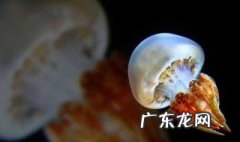 海蜇是水母吗 我们吃的海蜇是水母吗