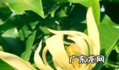 适合北方室内养的花不怕干燥 适合北方室内养的花