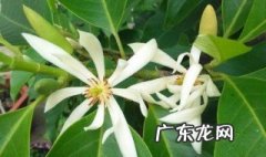 白兰花适合室内养吗有毒吗 白兰花适合室内养吗
