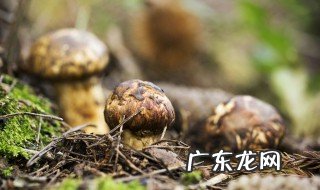新鲜松茸怎么清洗方法 新鲜松茸怎么清洗