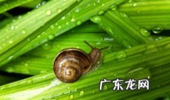盆栽里怎么除蜗牛 盆栽里怎么除蜗牛的粪便