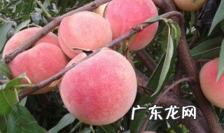 桃子是春夏秋冬哪个季节成熟的水果 桃子是春夏秋冬哪个季节成熟的