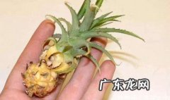 菠萝种花盆用什么土好呢 菠萝种花盆用什么土好