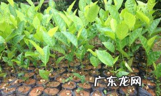 菠萝蜜嫁接用什么树最好 菠萝蜜嫁接用什么树