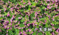 满天星的养殖注意事项 满天星养殖技巧