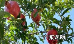 石榴盆栽养殖方法和注意事项 石榴盆栽养殖方法和注意事项图片