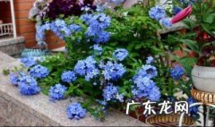 蓝雪花的养殖方法和注意事项 蓝雪花的养殖方法和注意事项有哪些